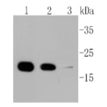 Anti-Cyclophilin B Antibody from Bioworld Technology (BS9951M) - Antibodies.com