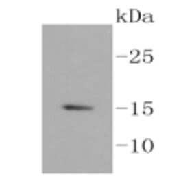 Anti-Histone H3.3 Antibody from Bioworld Technology (BS9952M) - Antibodies.com