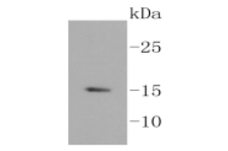 Anti-Histone H3.3 Antibody from Bioworld Technology (BS9952M) - Antibodies.com
