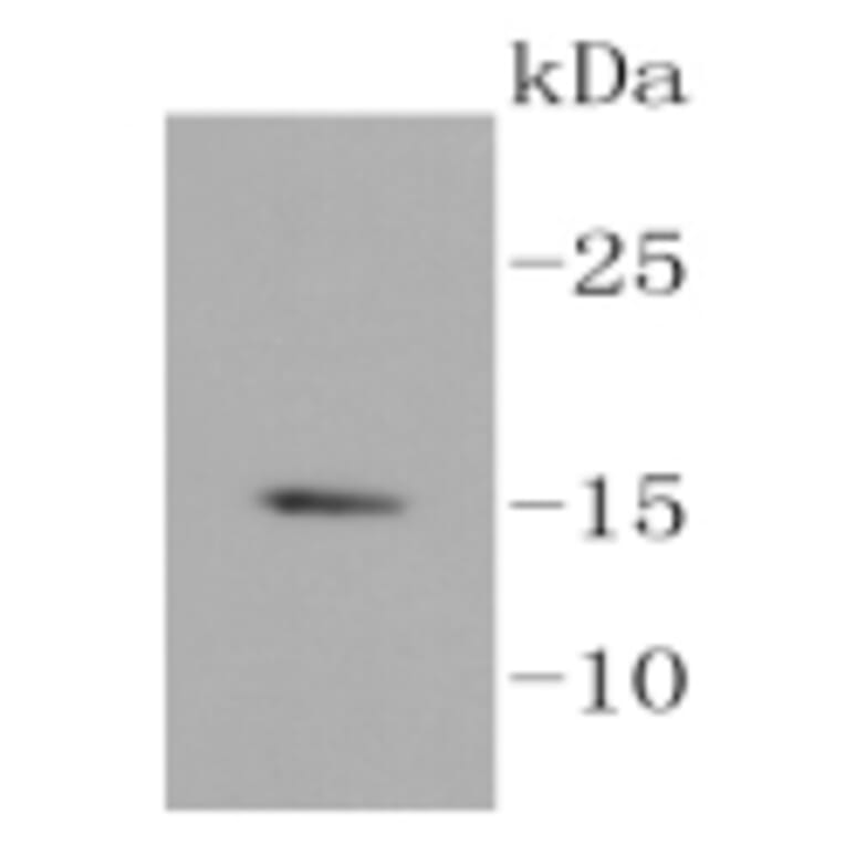 Anti-Histone H3.3 Antibody from Bioworld Technology (BS9952M) - Antibodies.com