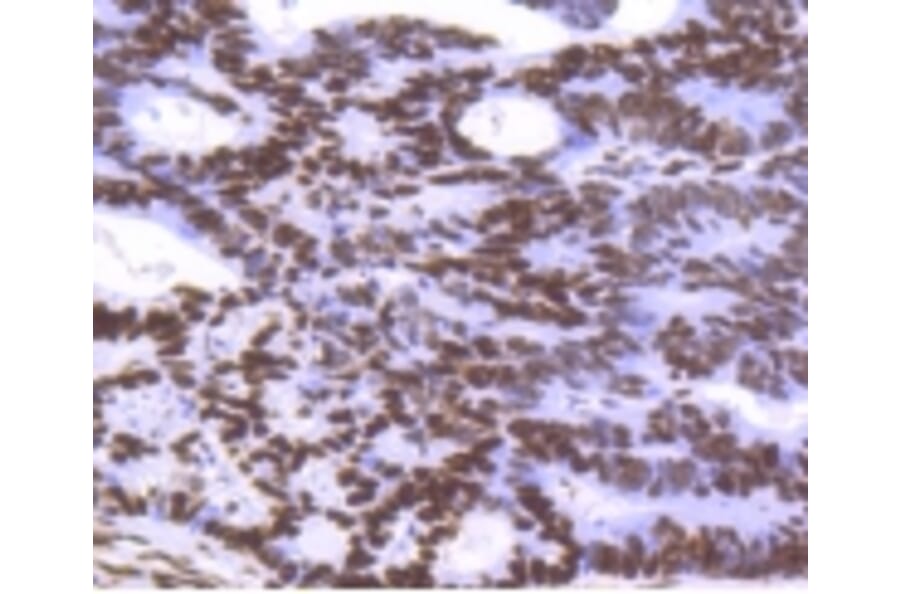 Anti-Histone H3.3 Antibody from Bioworld Technology (BS9952M) - Antibodies.com