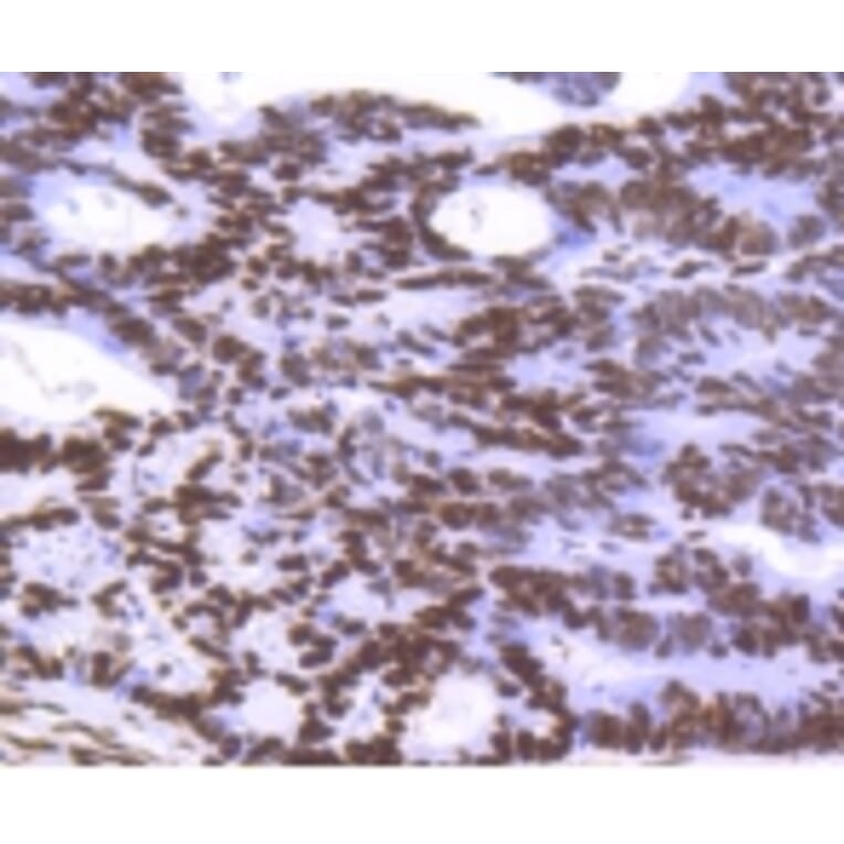 Anti-Histone H3.3 Antibody from Bioworld Technology (BS9952M) - Antibodies.com