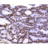 Anti-Histone H3.3 Antibody from Bioworld Technology (BS9952M) - Antibodies.com