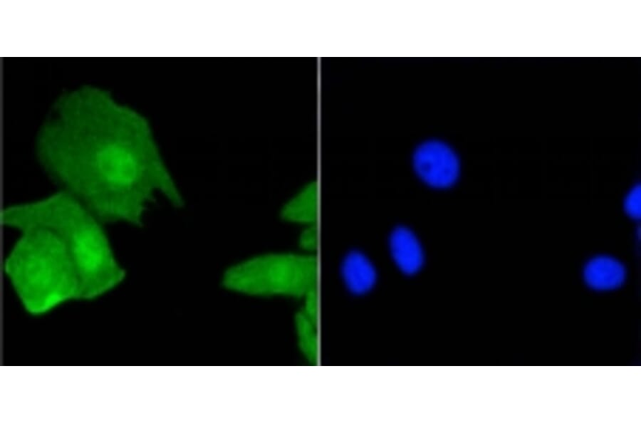 Anti-Histone H3.3 Antibody from Bioworld Technology (BS9952M) - Antibodies.com