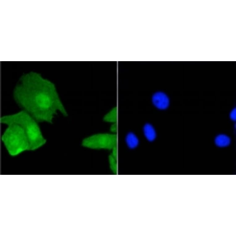 Anti-Histone H3.3 Antibody from Bioworld Technology (BS9952M) - Antibodies.com