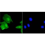 Anti-Histone H3.3 Antibody from Bioworld Technology (BS9952M) - Antibodies.com