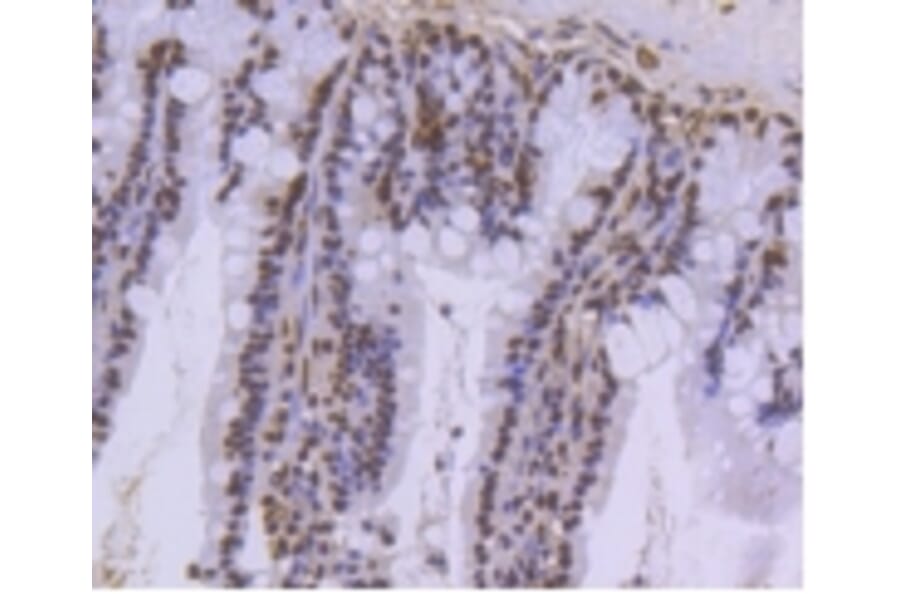 Anti-Histone H3.3 Antibody from Bioworld Technology (BS9952M) - Antibodies.com