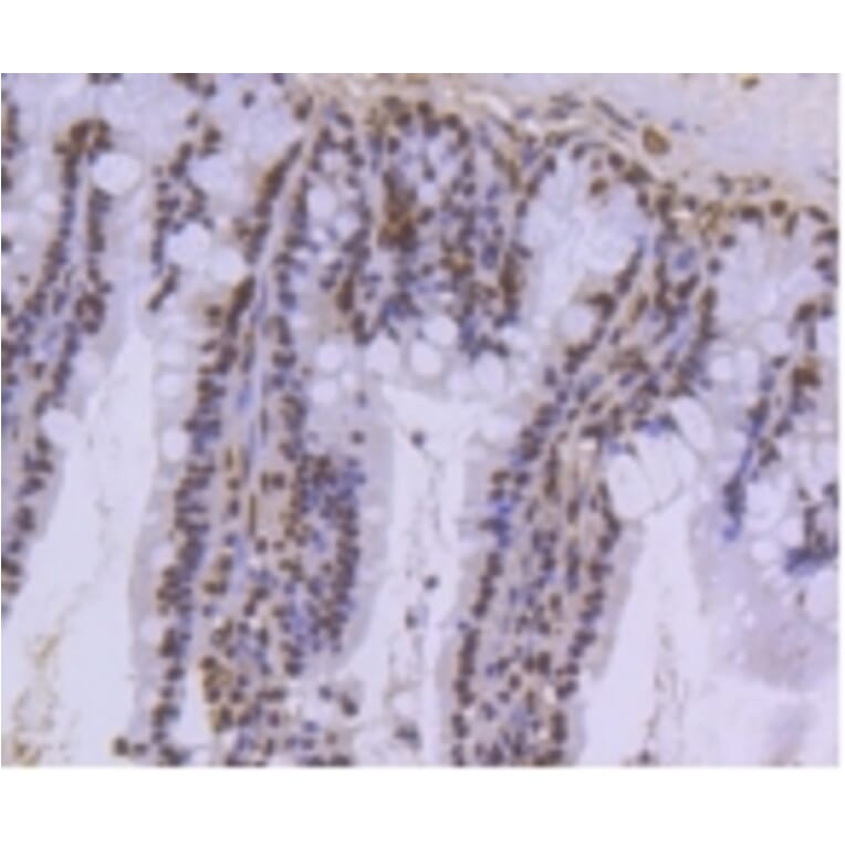 Anti-Histone H3.3 Antibody from Bioworld Technology (BS9952M) - Antibodies.com