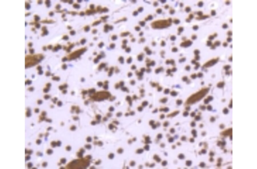 Anti-Histone H3.3 Antibody from Bioworld Technology (BS9952M) - Antibodies.com