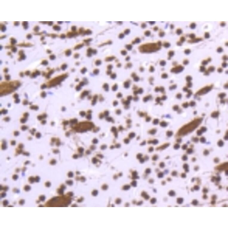 Anti-Histone H3.3 Antibody from Bioworld Technology (BS9952M) - Antibodies.com