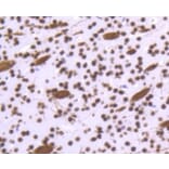 Anti-Histone H3.3 Antibody from Bioworld Technology (BS9952M) - Antibodies.com