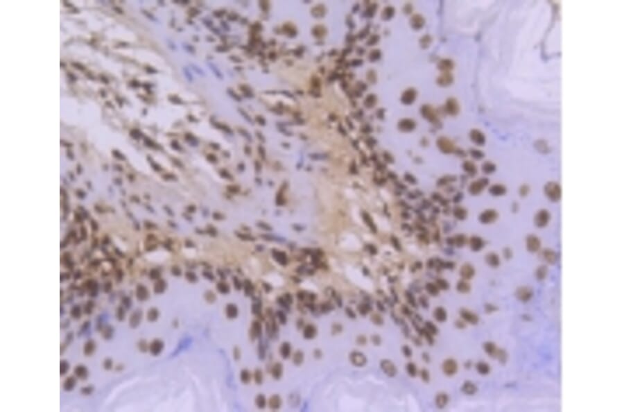 Anti-Histone H3.3 Antibody from Bioworld Technology (BS9952M) - Antibodies.com