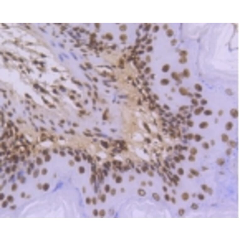 Anti-Histone H3.3 Antibody from Bioworld Technology (BS9952M) - Antibodies.com