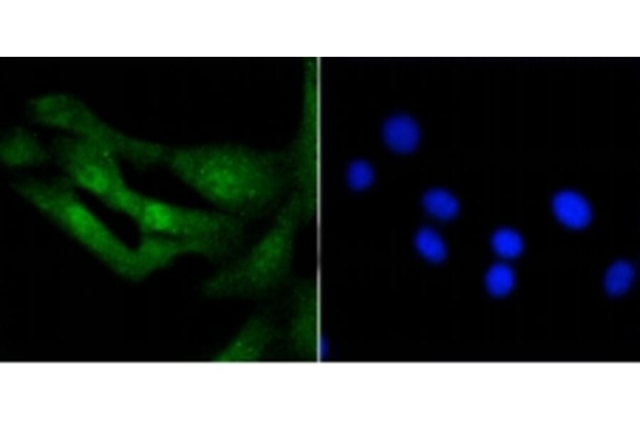 Anti-Histone H3.3 Antibody from Bioworld Technology (BS9952M) - Antibodies.com