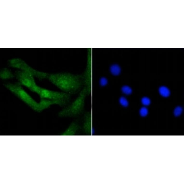 Anti-Histone H3.3 Antibody from Bioworld Technology (BS9952M) - Antibodies.com