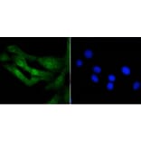 Anti-Histone H3.3 Antibody from Bioworld Technology (BS9952M) - Antibodies.com