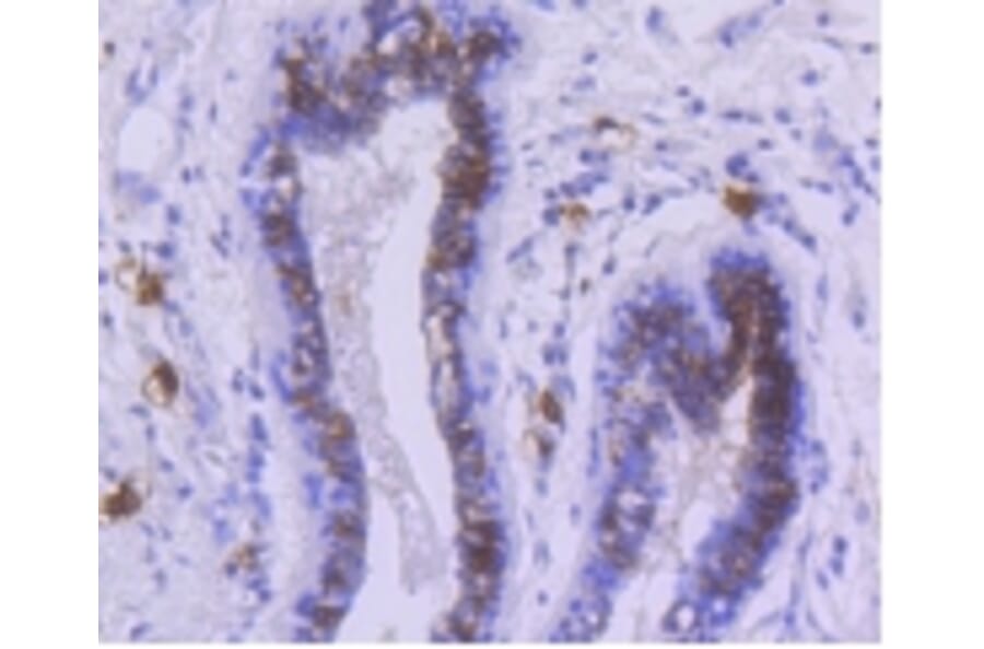 Anti-c-Kit Antibody from Bioworld Technology (BS9953M) - Antibodies.com