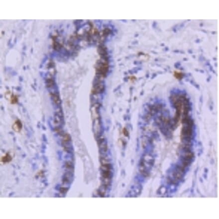Anti-c-Kit Antibody from Bioworld Technology (BS9953M) - Antibodies.com