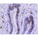 Anti-c-Kit Antibody from Bioworld Technology (BS9953M) - Antibodies.com