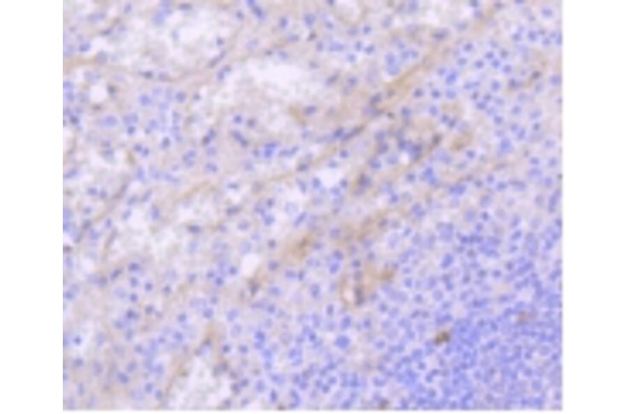 Anti-c-Kit Antibody from Bioworld Technology (BS9953M) - Antibodies.com