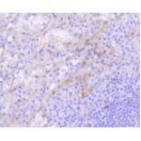 Anti-c-Kit Antibody from Bioworld Technology (BS9953M) - Antibodies.com