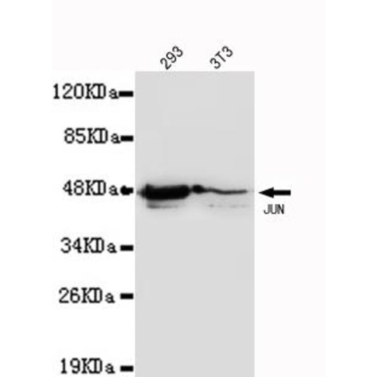 Anti-c-Jun Antibody from Bioworld Technology (MB0004) - Antibodies.com