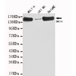 Anti-SMC1A (C-terminus) Antibody from Bioworld Technology (MB0008) - Antibodies.com