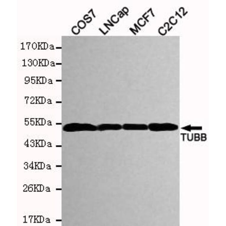 Anti-Tubulin β Antibody from Bioworld Technology (MB0009) - Antibodies.com