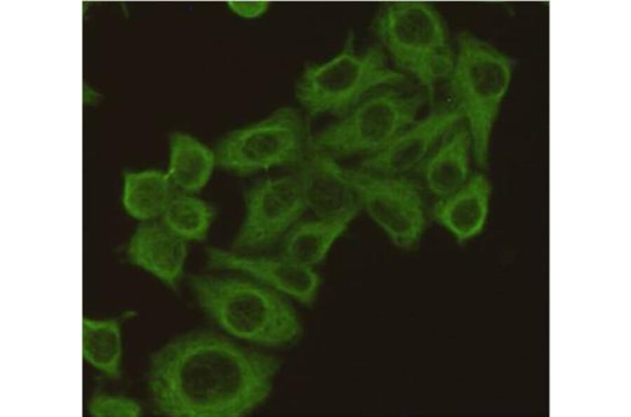 Anti-Tubulin β Antibody from Bioworld Technology (MB0009) - Antibodies.com