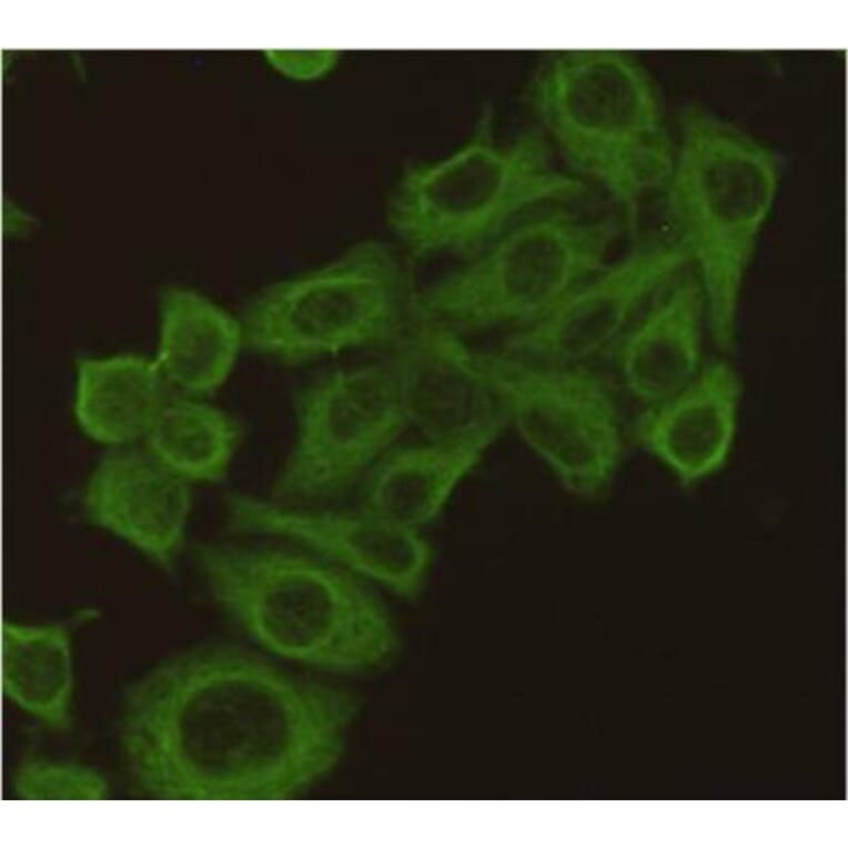 Anti-Tubulin β Antibody from Bioworld Technology (MB0009) - Antibodies.com