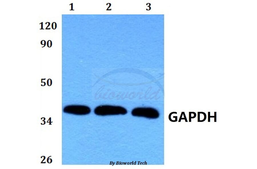 Anti-GAPDH (1A6) Antibody from Bioworld Technology (MB001) - Antibodies.com