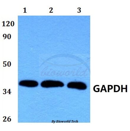 Anti-GAPDH (1A6) Antibody from Bioworld Technology (MB001) - Antibodies.com
