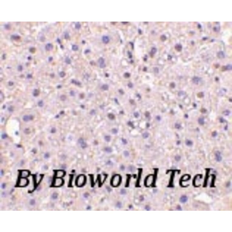 Anti-GAPDH (1A6) Antibody from Bioworld Technology (MB001) - Antibodies.com