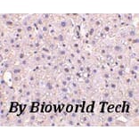 Anti-GAPDH (1A6) Antibody from Bioworld Technology (MB001) - Antibodies.com