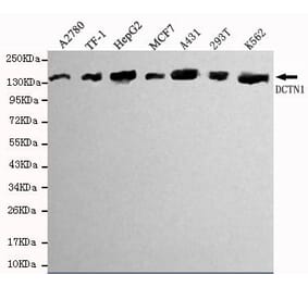 Anti-Dynactin 1 (N-terminus) Antibody from Bioworld Technology (MB0011) - Antibodies.com