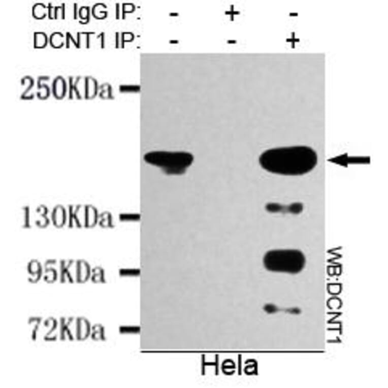 Anti-Dynactin 1 (N-terminus) Antibody from Bioworld Technology (MB0011) - Antibodies.com