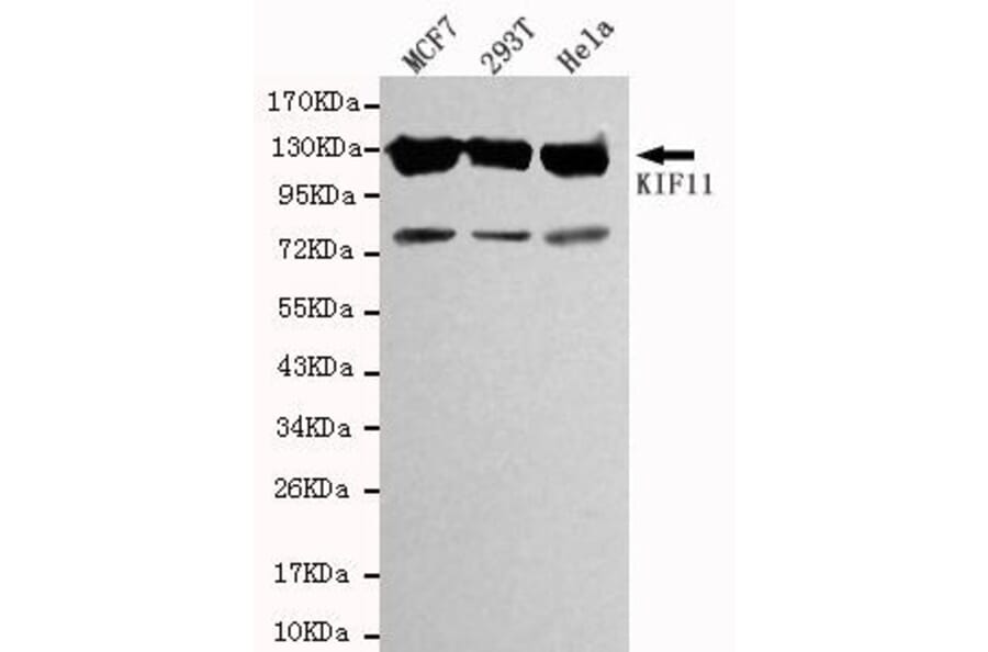 Anti-Eg5 / KIF11 Antibody from Bioworld Technology (MB0012) - Antibodies.com