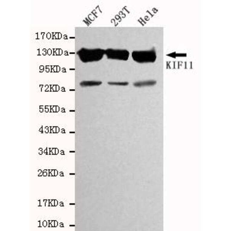Anti-Eg5 / KIF11 Antibody from Bioworld Technology (MB0012) - Antibodies.com