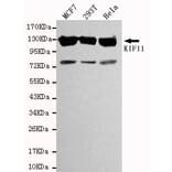 Anti-Eg5 / KIF11 Antibody from Bioworld Technology (MB0012) - Antibodies.com