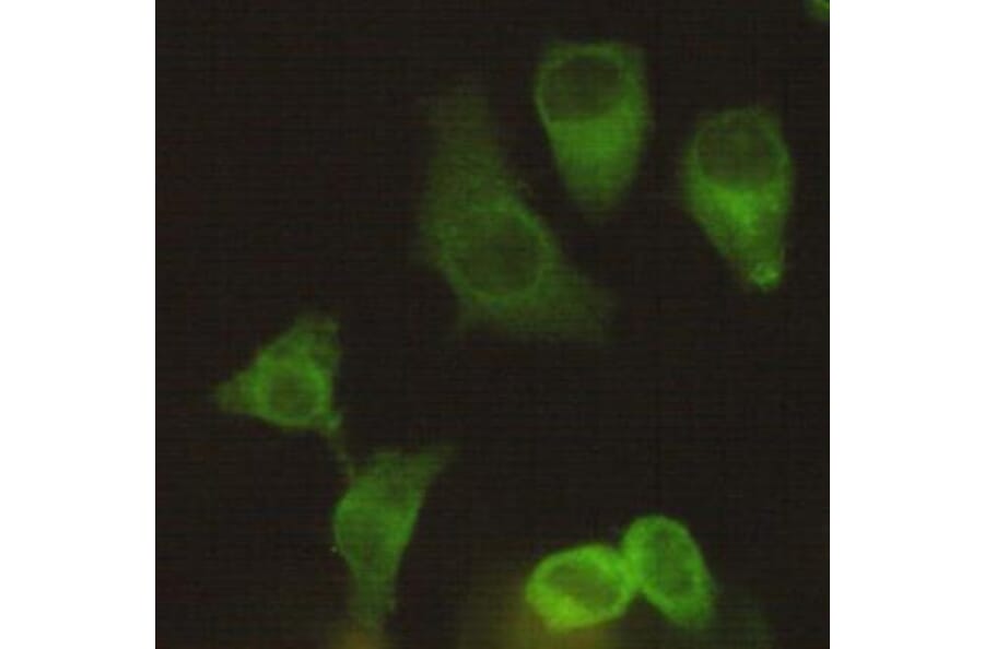Anti-Eg5 / KIF11 Antibody from Bioworld Technology (MB0012) - Antibodies.com
