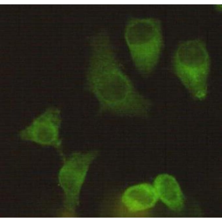 Anti-Eg5 / KIF11 Antibody from Bioworld Technology (MB0012) - Antibodies.com