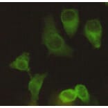 Anti-Eg5 / KIF11 Antibody from Bioworld Technology (MB0012) - Antibodies.com