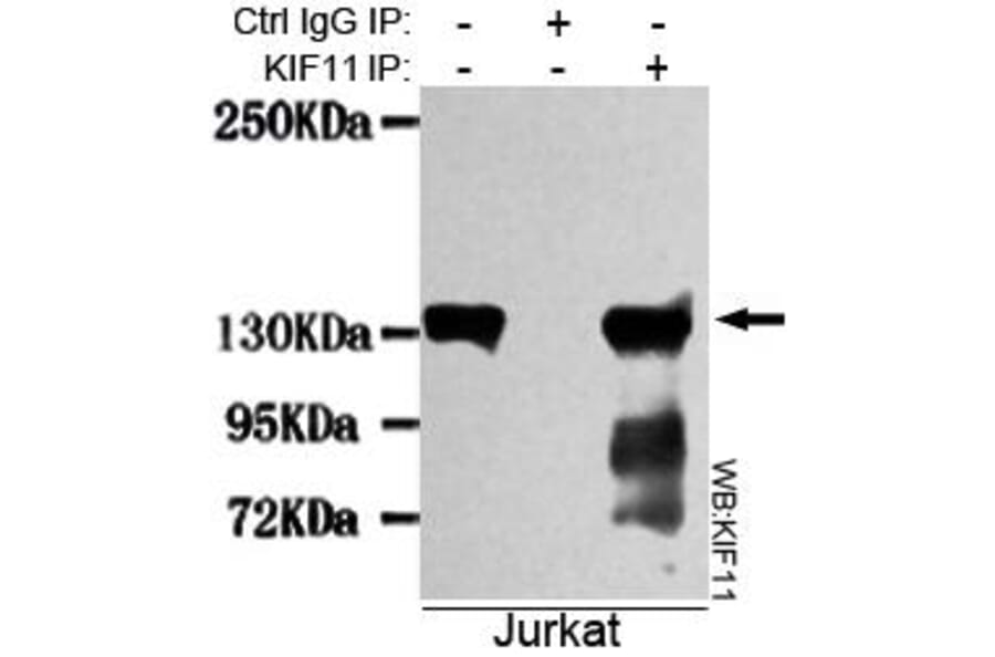 Anti-Eg5 / KIF11 Antibody from Bioworld Technology (MB0012) - Antibodies.com