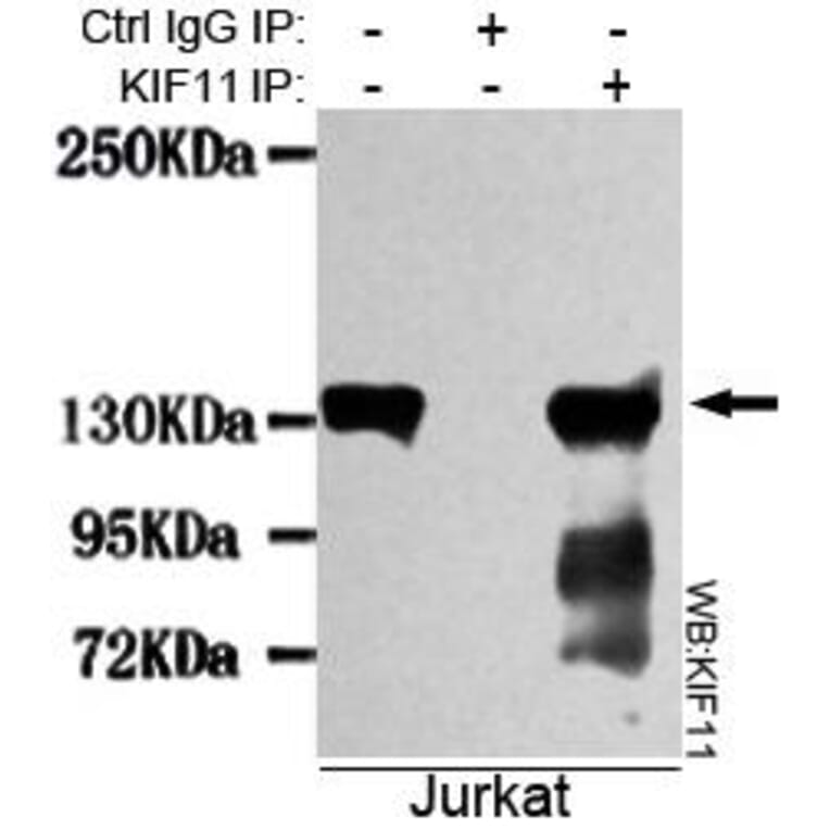 Anti-Eg5 / KIF11 Antibody from Bioworld Technology (MB0012) - Antibodies.com