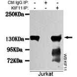 Anti-Eg5 / KIF11 Antibody from Bioworld Technology (MB0012) - Antibodies.com