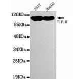 Anti-TRIM28 (C-terminus) Antibody from Bioworld Technology (MB0014) - Antibodies.com