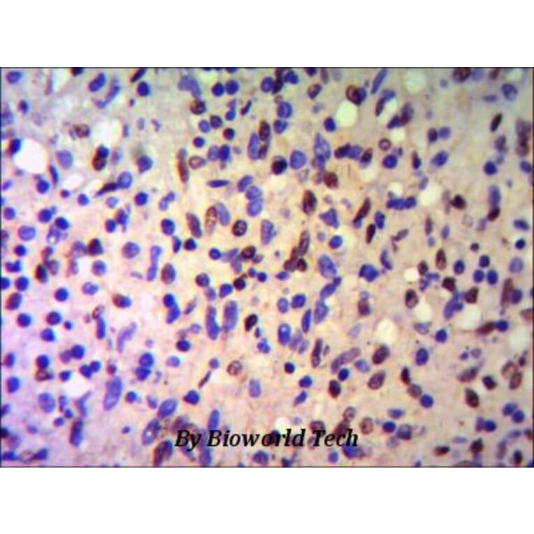 Anti-TRIM28 (C-terminus) Antibody from Bioworld Technology (MB0014) - Antibodies.com
