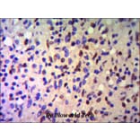 Anti-TRIM28 (C-terminus) Antibody from Bioworld Technology (MB0014) - Antibodies.com