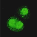 Anti-TRIM28 (C-terminus) Antibody from Bioworld Technology (MB0014) - Antibodies.com