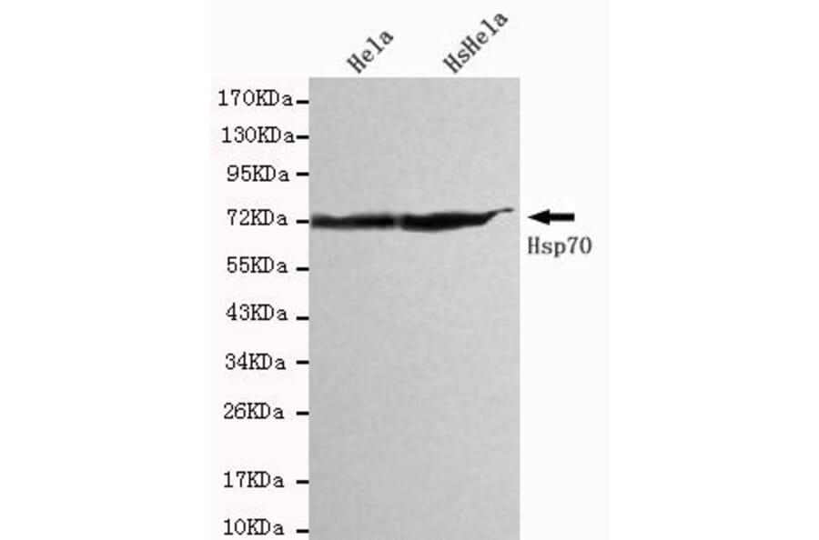 Anti-HSP70 (C-terminus) Antibody from Bioworld Technology (MB0016) - Antibodies.com